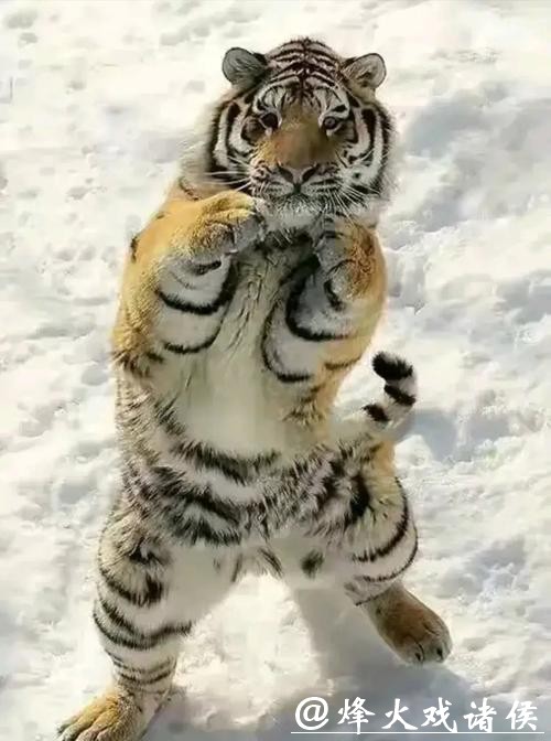 高冷东北虎变雪地“喵星人”：打滚摔跤萌翻全场